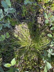 Carex canescens