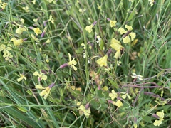 Brassicaceae