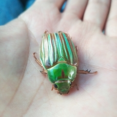 Chrysina adelaida