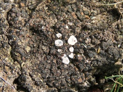 Psoraceae