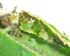 Caloptilia stigmatella