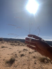 Sporobolus arenicola