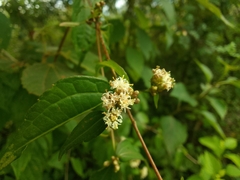Calea ternifolia