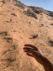 Sporobolus arenicola