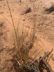 Sporobolus arenicola