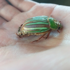 Chrysina adelaida
