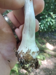 Cortinarius subpulchrifolius
