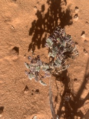 Astragalus striatiflorus