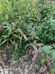 Persicaria extremiorientalis