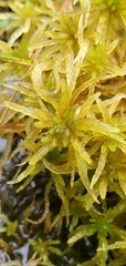 Sphagnum