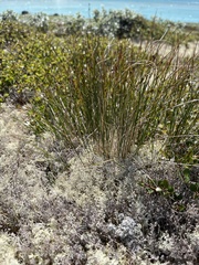 Oreojuncus trifidus