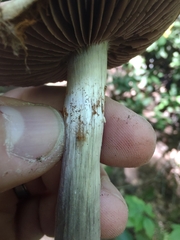Cortinarius subpulchrifolius