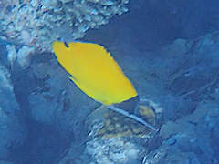 Forcipiger flavissimus