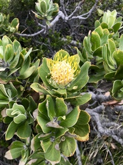 Leucospermum