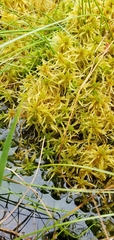 Sphagnum