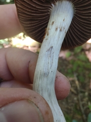 Cortinarius subpulchrifolius