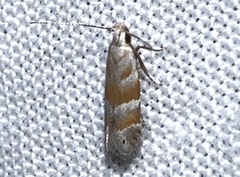 Battaristis vittella