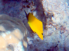 Forcipiger flavissimus