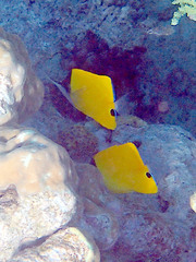 Forcipiger flavissimus