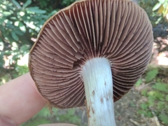 Cortinarius subpulchrifolius