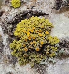 Xanthomendoza hasseana