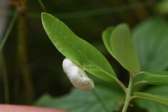 Exobasidium vaccinii