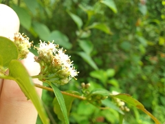 Calea ternifolia