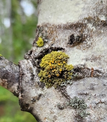 Xanthomendoza hasseana