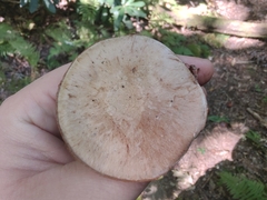 Cortinarius subpulchrifolius