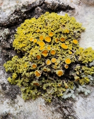 Xanthomendoza hasseana
