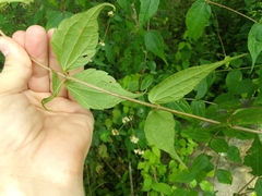 Calea ternifolia