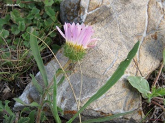 Xanthisma gymnocephalum