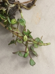 Trifolium dubium