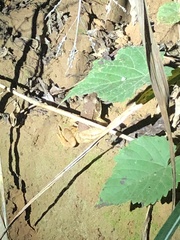 Lithobates clamitans