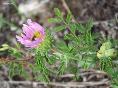 Xanthisma gymnocephalum