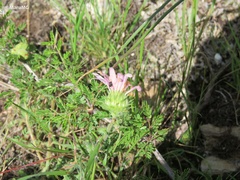 Xanthisma gymnocephalum