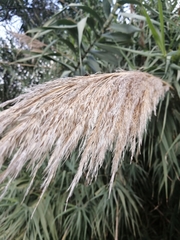 Arundo donax