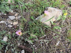 Xanthisma gymnocephalum