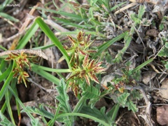 Cyperus longus