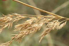 Ampelodesmos mauritanicus