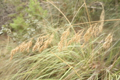 Ampelodesmos mauritanicus