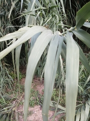 Arundo donax