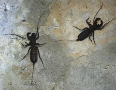 Mastigoproctus cinteotl