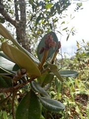 Magnolia pallescens