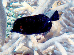 Zebrasoma scopas