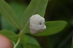 Exobasidium vaccinii