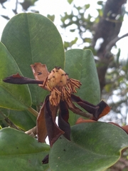 Magnolia pallescens