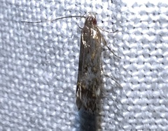 Anacampsis