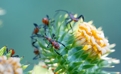 Leptoglossus phyllopus