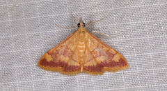 Pyrausta